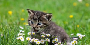 Comissão aprova dedução no IR de doações a fundo de proteção de animal doméstico